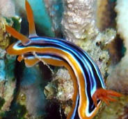 Photo:I. Ben-Tov; See note in Sea Slug Forum